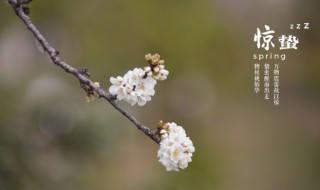 24节气里惊蛰的蛰是什么意思(24节气里面的惊蛰蛰是什么意思)