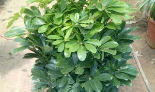 鹅掌柴 鹅掌柴叶子发黄掉落怎么补救