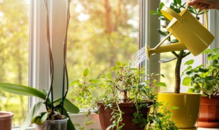 火鹤花的养殖方法和注意事项（火鹤花养殖方法及注意事项）