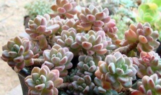 多肉植物怎么养容易爆盆（多肉植物怎么养才能爆盆）
