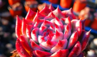 红色的多肉植物有哪些 哪种多肉是红色的