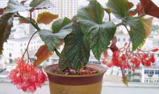 养花新手适合养哪些花 新手养花最好养什么花