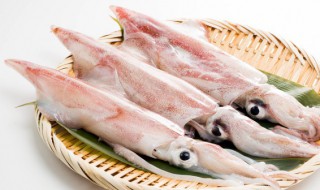 墨鱼是什么鱼 墨鱼是什么鱼的仔