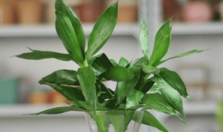 富贵竹怎么养才能长得好 富贵竹要怎么养才长得好