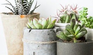 春天适合养什么多肉植物 冬天适合养什么多肉植物