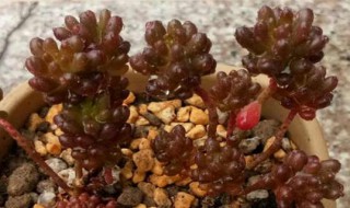 红浆果多肉植物的养殖方法 红浆果多肉植物的养殖方法和注意事项
