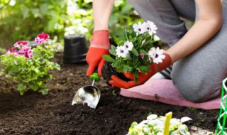 冰梅多肉植物的养殖方法 冰梅多肉的养殖方法和注意事项