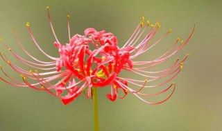 彼岸花花期是几月（彼岸花花期是多长时间）