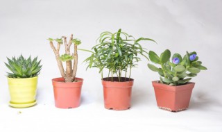 怎么样的植物最招财（风水中最招财的植物）