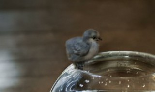 鸟在窗台上叫有什么兆头（鸟在窗口叫有什么兆头）