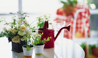 做生意种什么植物招财 做生意养什么植物招财