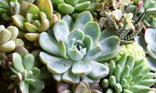 多肉植物怎么养才好（多肉植物应该怎样养）