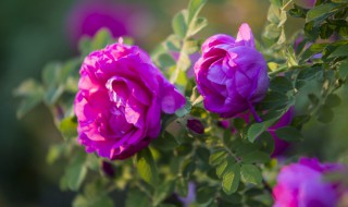 玫瑰花期是几月 玫瑰花期是几月份