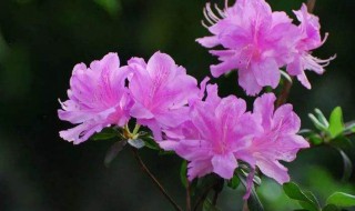 杜鹃花花期是几月（金秀杜鹃花花期是几月）