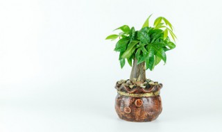 办公室放招财树好吗（招财树放办公桌好吗）