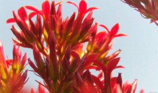 红景天对高原反应有用吗（红景天对高原反应有作用吗）