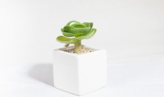 绿植摆放讲究 客厅放绿植有什么讲究