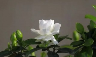 栀子花树的寓意 栀子花 寓意