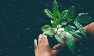 耐荫的室内绿植 耐荫室内植物