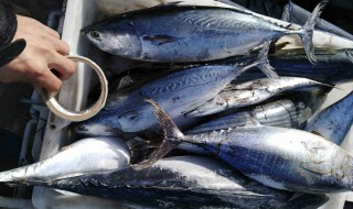 炮弹鱼又被称为什么鱼 炮弹鱼又叫什么