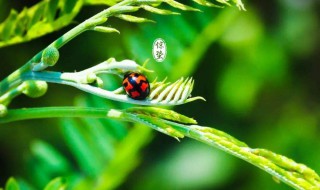 2022年惊蛰做什么手工 惊蛰可以做什么手工