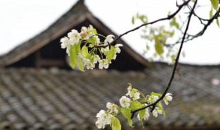 2022年清明节可以移坟吗 2022年清明节可以移坟吗?