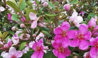 桃金娘是一种什么样的植物 桃金娘是常绿植物吗