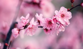 世界上最坚强的花是什么花(世界上最顽强的花)