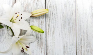 香水百合代表什么意思（香水百合象征）