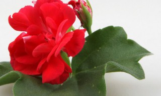 冬天4招养好虎刺梅 虎刺梅冬天怎么养才能安全过冬?