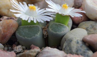 最旺孩子读书的植物 家里有读书的孩子养什么植物好