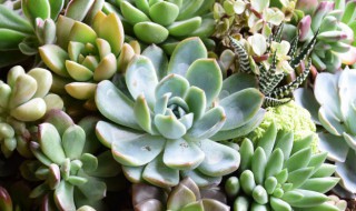 怎么样才能养好多肉植物（应该怎样养多肉植物）