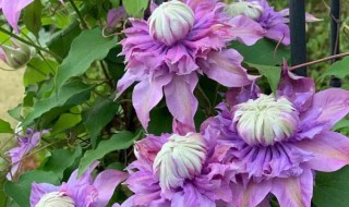 铁线莲只要按照这5点养肯定能开爆 铁线莲的养殖方法和注意事项室内养的花