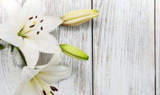 嘉兰百合的习性和栽培养护 嘉兰百合怎么养