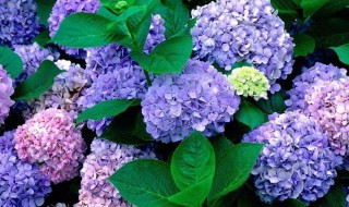 一月生日花语和送花意义 1月生日花语