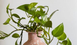 绿萝养成记 绿萝成长日记