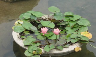 睡莲可盆栽或池栽（盆栽睡莲养殖方法）