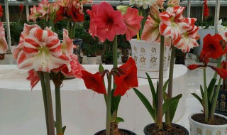 朱顶红只需掌握2个很简单小技巧(种朱顶红的方法)