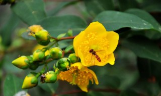 金丝桃的功效与作用（金丝桃的功效与作用点的功效与作用及禁忌）