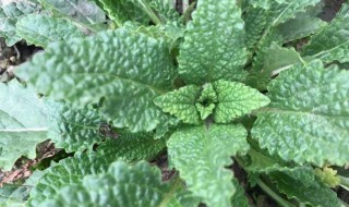 青蛙草的功效与作用（青蛙草的功效与作用哺乳期能喝吗）