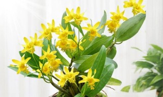 石斛花的功效与作用（石斛花的功效与作用的功能与主治）