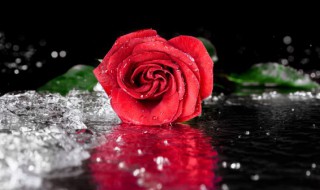 日本国家送花的习俗（日本人送花）