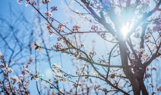 龙游梅的鉴赏以及栽培养护 龙游梅花的养护和造型