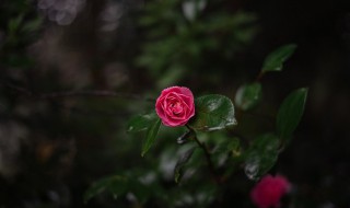 送花祝福语精选大全 送花的贺语