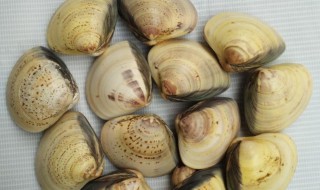 蛤蜊油的功效与作用 蛤蜊油有哪些副作用