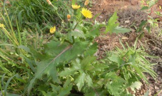 盐续断的功效与作用 盐续断的功效与作用点的功效与作用及禁忌