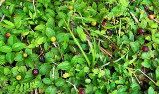 地菍的功效与作用(地菍的功效与作用图片)