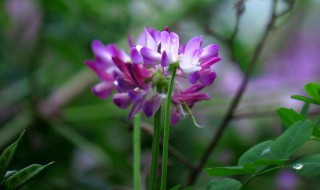 紫云英的功效与作用（紫云英的功效与作用及食用方法）