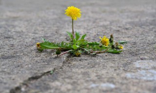 不同野菜的用途有哪些 野菜的特点是什么