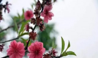 赞美桃花的句子 赞美桃花的句子唯美短句